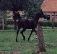 vercyarabians.tripod.com Rubinah