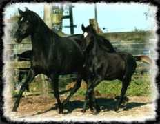 polararabians.de Rubinah