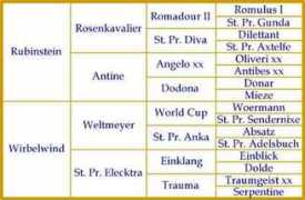 mkmsportshorsestud.com Rubinha