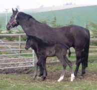 mkmsportshorsestud.com Rubinha
