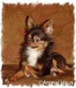 ahkennel.net Rubinich