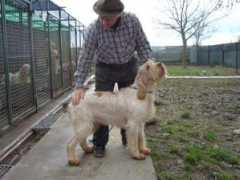 spinone.fi Rubinio