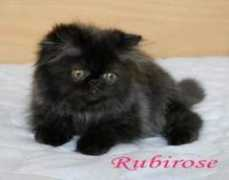 obiavibg.com Rubirose