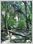 Rubondo