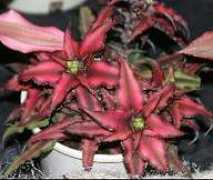 bromeliad.org.au Rubye