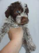 trueffelhunde.ch Ruckli