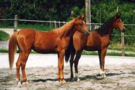 arabiandreams.net Rudenia