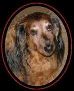 dachshundmemorialgarden.com Ruderic