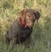 westwindchesapeakes.com Rudette