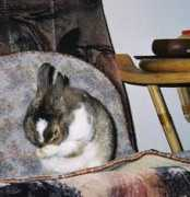 uszata.com Rudolfina