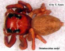 salticidae.org Rudyi