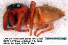 salticidae.org Rudyi