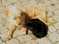 Rufas