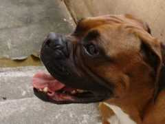 petqueroquero.com.br Rufiar