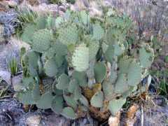 americansouthwest.net Rufida