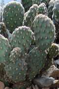 gardeninginarizona.com Rufida