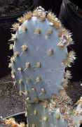 gardeninginarizona.com Rufida