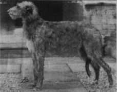 deerhound.co.uk Rufine