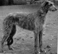 deerhound.co.uk Rufine