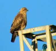 rarebirdspain.net Rufinus