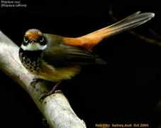 Rufous