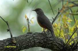 Rufous