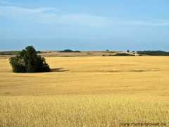 Rugia