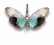 chaminade-entomologie.com Ruhli