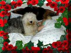 Ruich