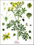 plantguide.org Ruing