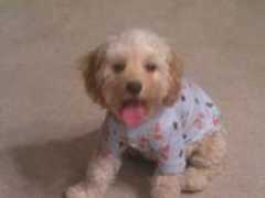 darbyparkdoodles.com Ruliva