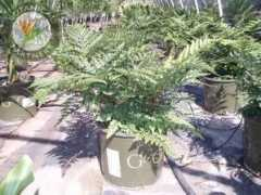 botanicalpartners.com Rumadi