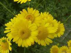 Ruman