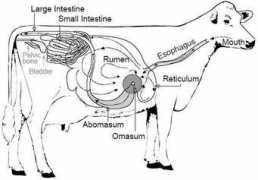 Rumen