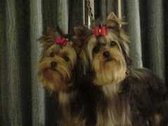 yorkieshowdogs.com Rumere