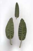 missouriplants.com Rumex