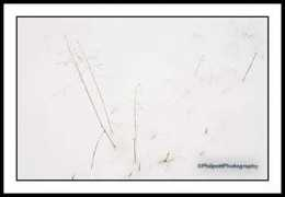 philpottphotography.com Runnett
