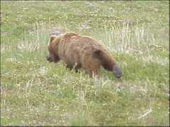 littau.net Runningbear