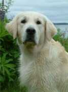 personal.inet.fi Runtti