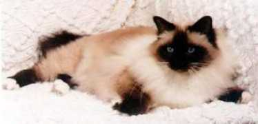 birman.org Rupart