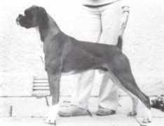 ukboxerdogs.co.uk Rupik