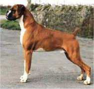 worldwideboxer.com Rupik