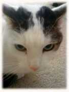 petsbestfriend.org Rupin