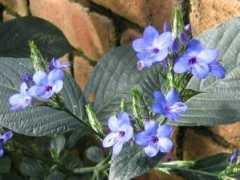 botanic.jp Ruriha