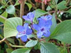 botanic.jp Ruriha