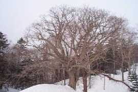 Rurum
