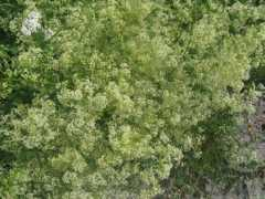 Rusaanes