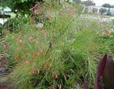 fichas.infojardin.com Ruselia