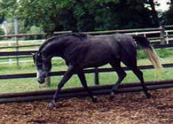 arabiandreams.net Rushaan