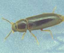 bugguide.net Rushia